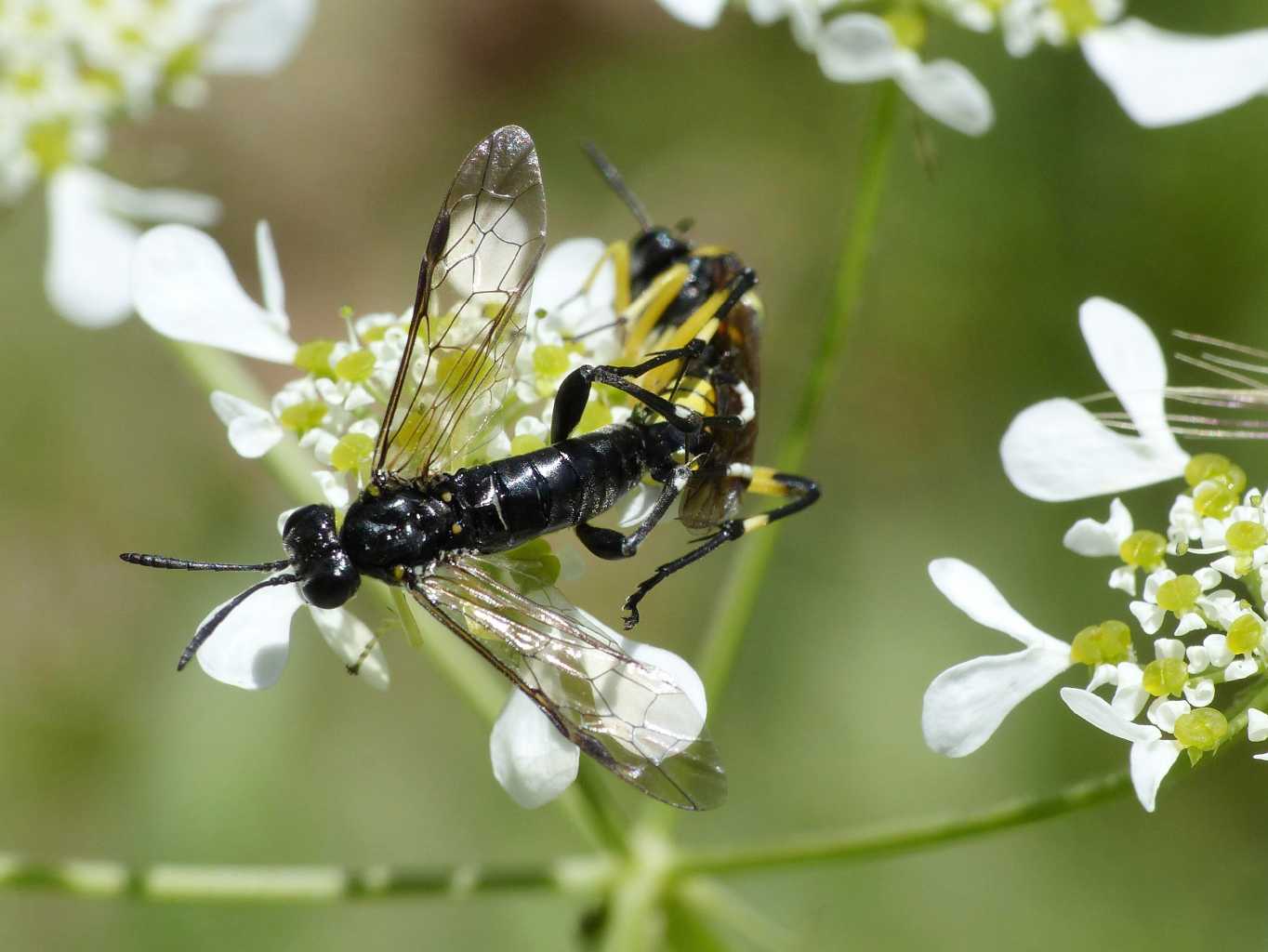 Tenthredinidae in accoppiamento